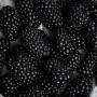 Ежевика 150гр — вид 2